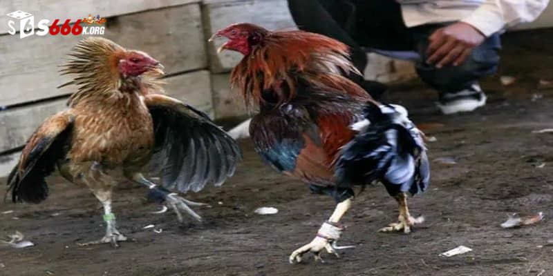 Biết cách quản lý vốn và phân tích kèo hiệu quả
