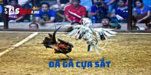 Đá gà cựa sắt
