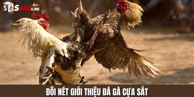 Đôi nét về đá gà cựa sắt