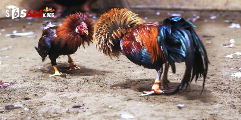 Phân biệt các hình thức đá gà 