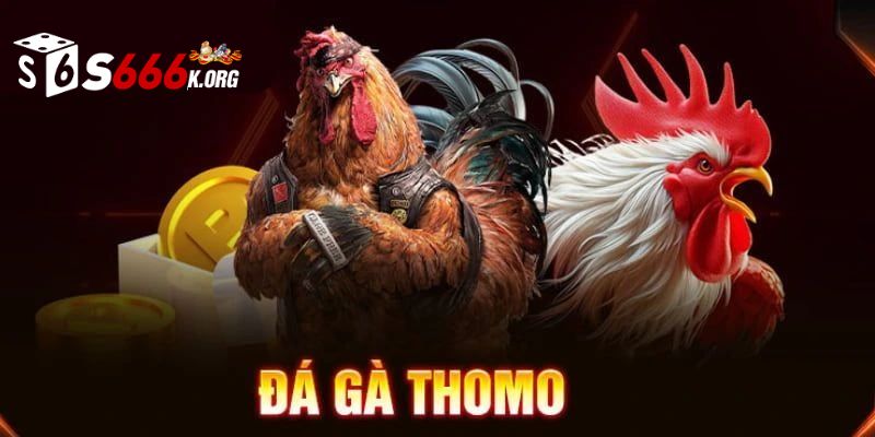 Tổng quan về trường gà Thomo