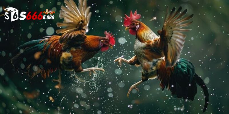 Ưu điểm nổi bật của sảnh đá gà